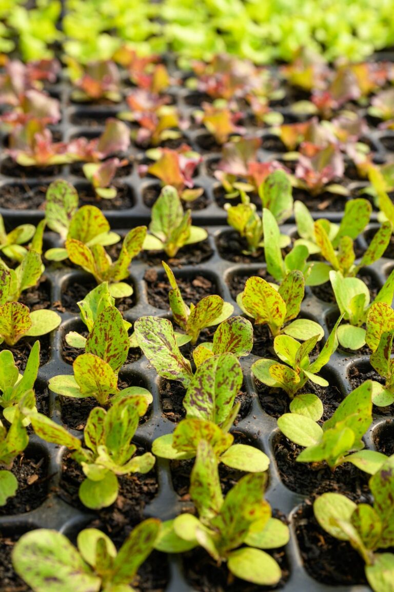 seedlings